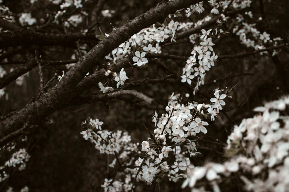 Pattern moody flowers