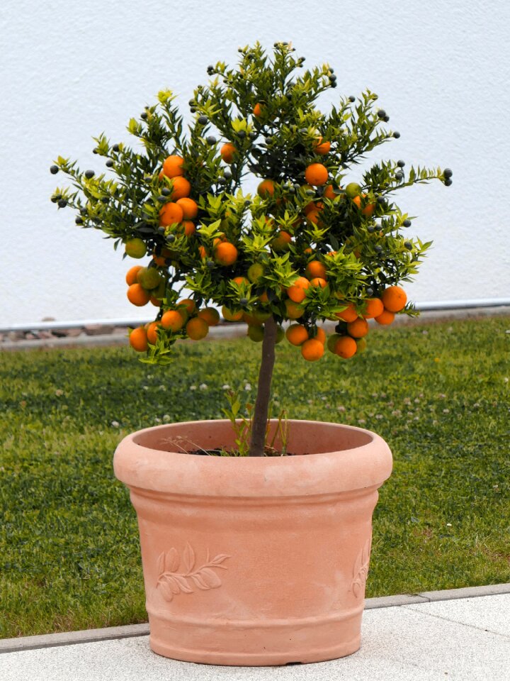 Flowerpot tree ornamental shrub