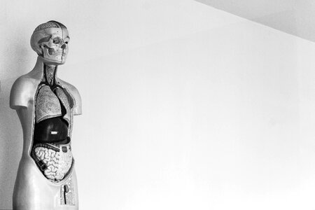 Human skeleton body photo