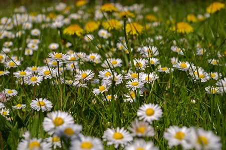 Flowers flower meadow signs of spring
