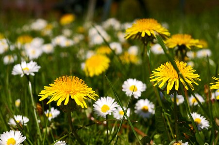 Flowers flower meadow signs of spring