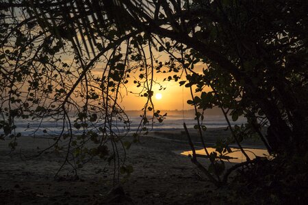 Morning evening palmtree photo