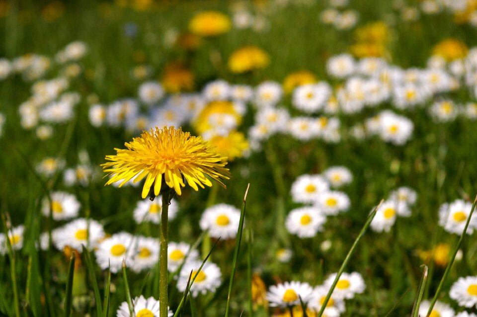 Flowers flower meadow signs of spring