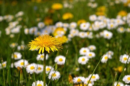 Flowers flower meadow signs of spring