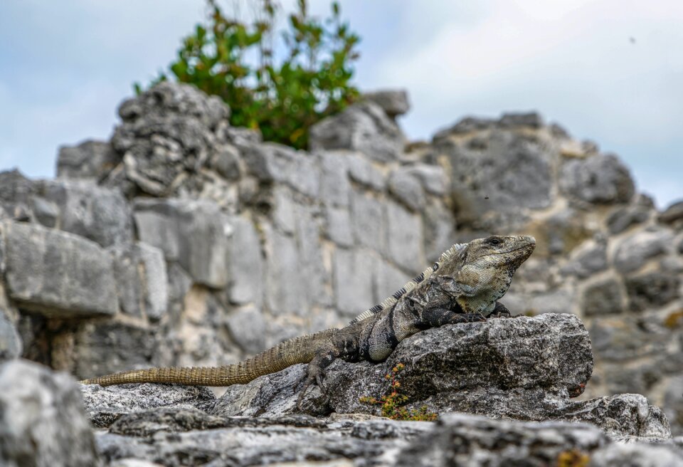 Mexican ruins tropical nature