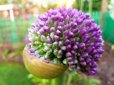 Decorative garlic spring bud photo