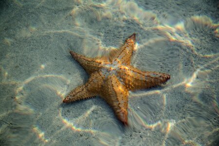 Animal sea ocean photo