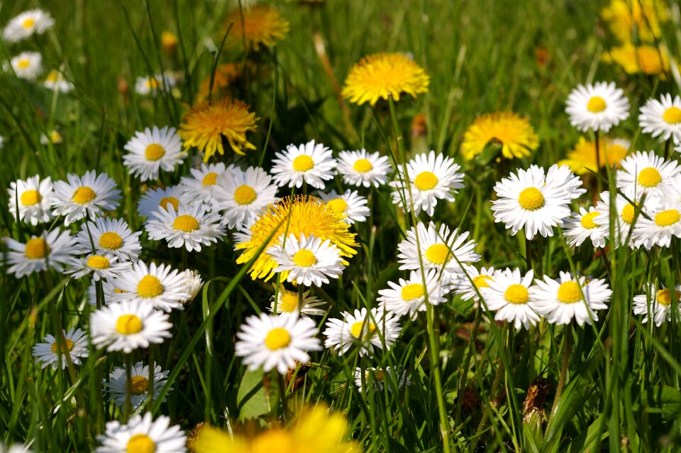 Flowers flower meadow signs of spring