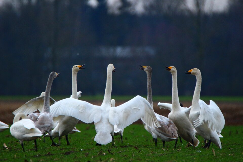 Swans flock of birds migratory bird