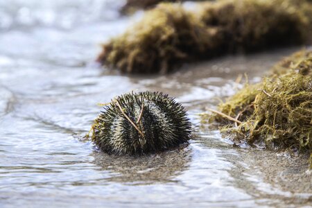 Animal sea ocean