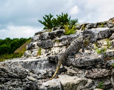 Mexican ruins tropical nature reptile