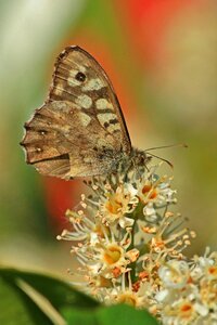 Meadow brown butterfly macro laurel shrub