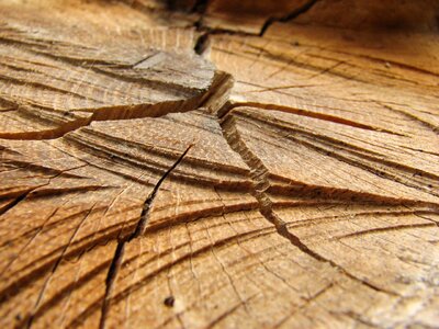 Wood detail structure photo