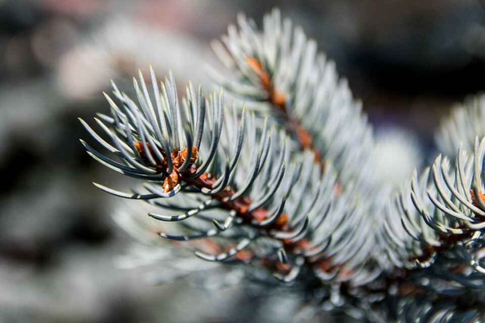 Nature twigs iglak