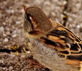 Cute nature plumage photo