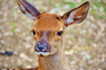 Forest red deer young photo