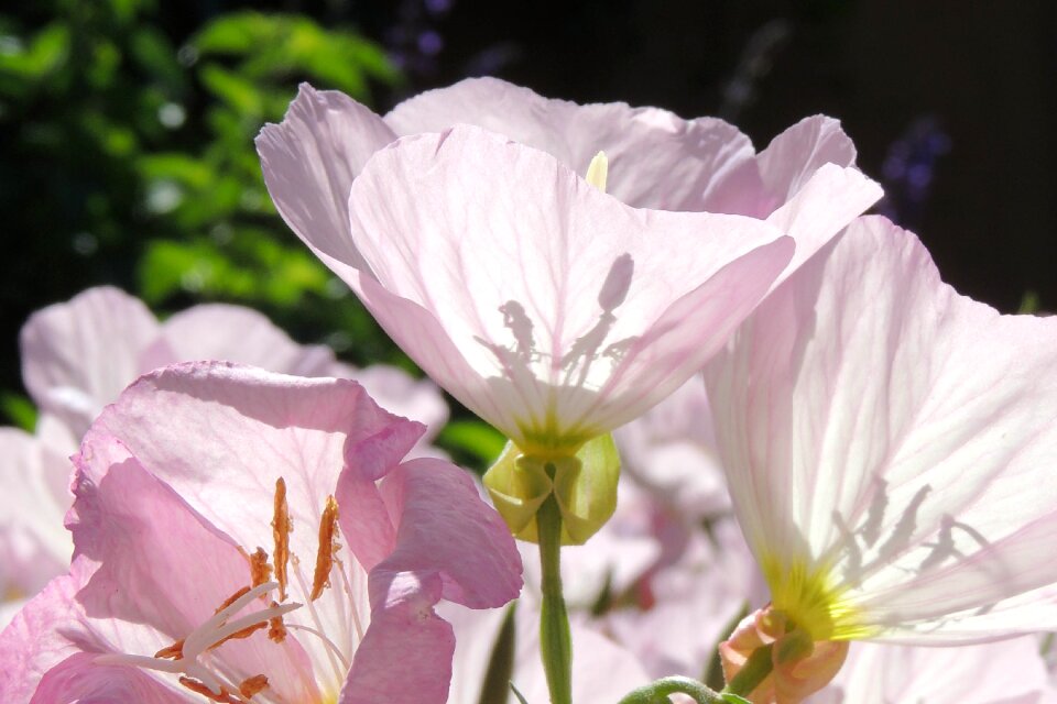 Flower transparent petal