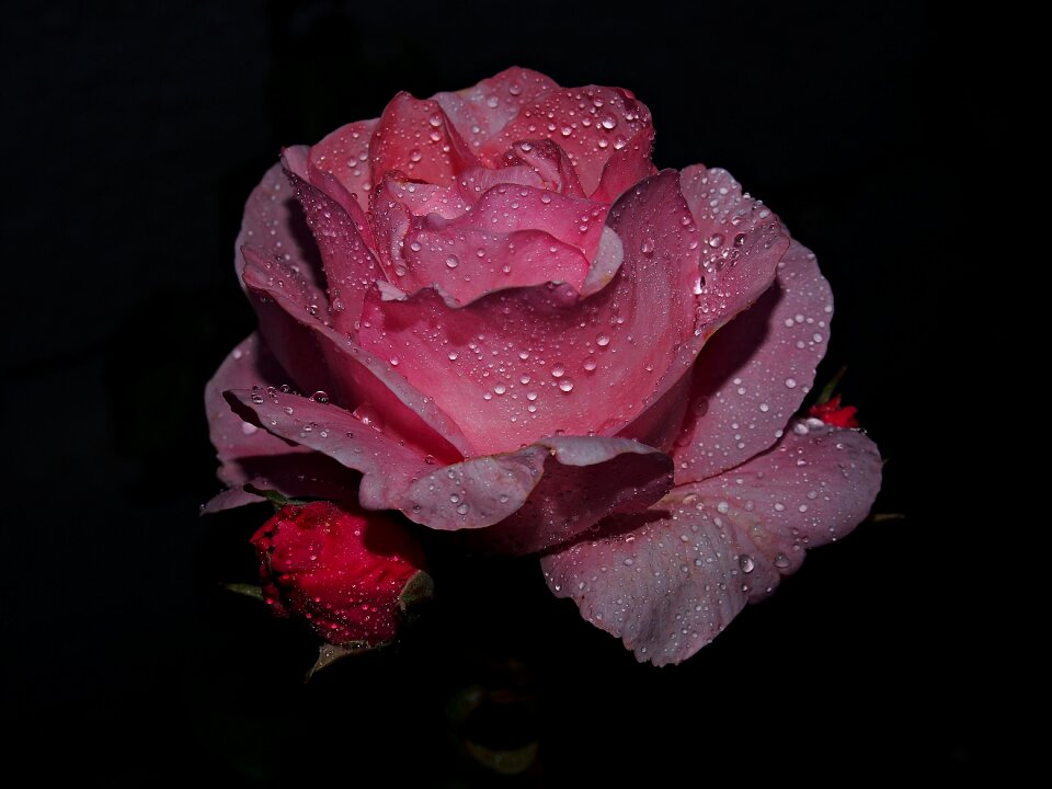 Pink pink rose garden