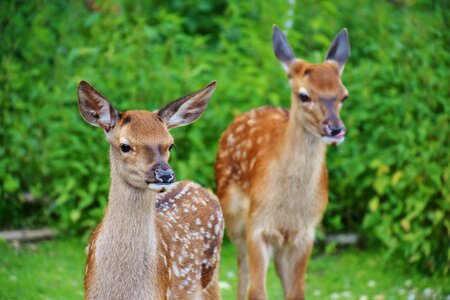 Forest red deer fawn photo