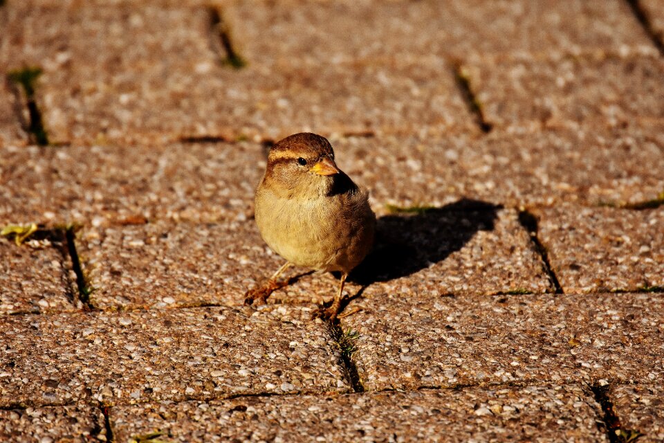 Cute nature plumage