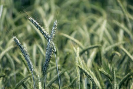 Grain food field