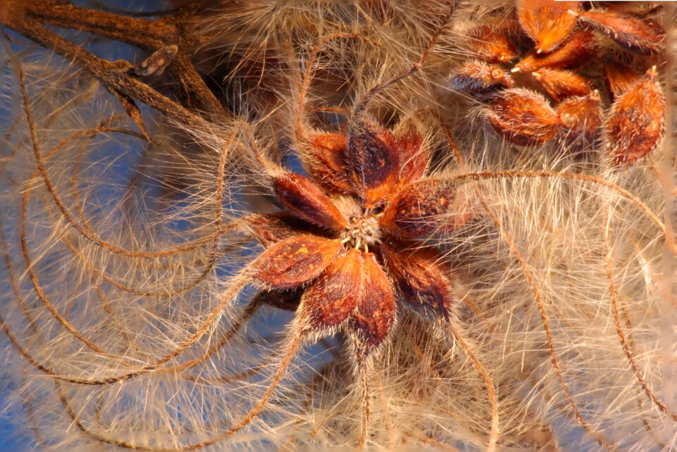 Clematis vitalba clematis seeds was