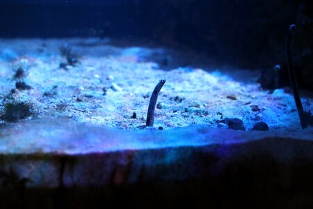 Aquarium fish chin anago