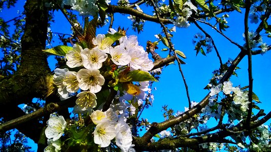 Spring cherry cherry blossoms