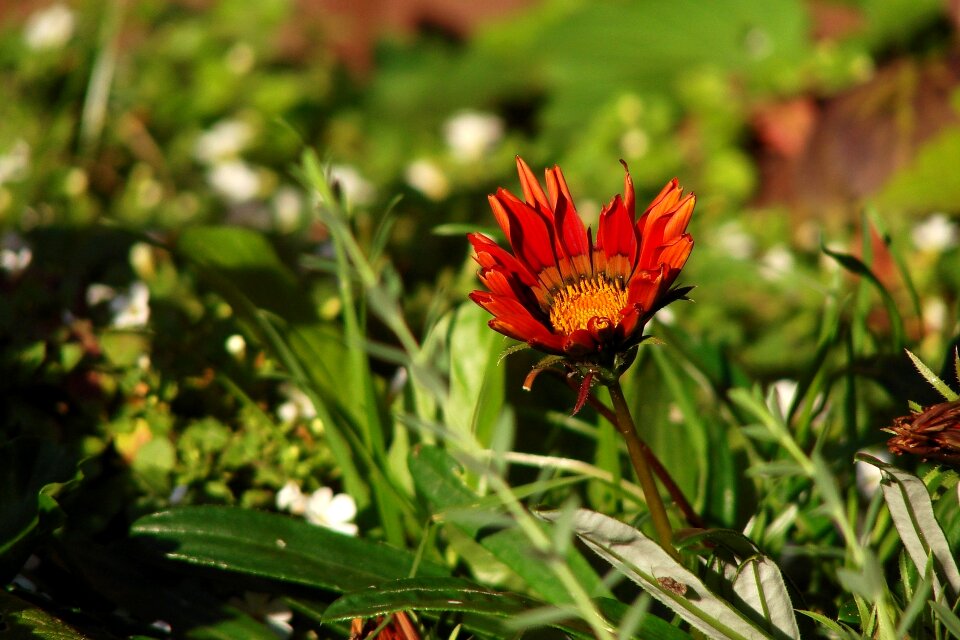 Nature flora plant