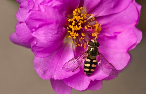 Purple pollen insect photo