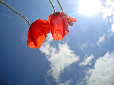 Red plant poppy flower photo