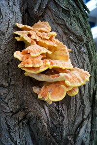 Log neuss befallner tree