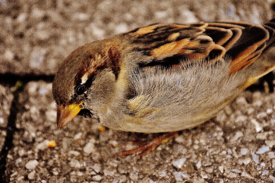 Cute nature plumage