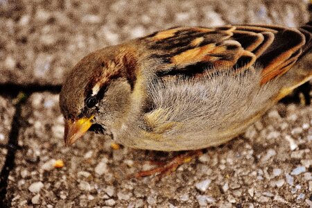 Cute nature plumage photo