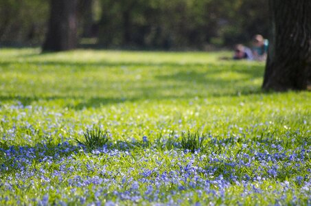 Blossom bloom meadow