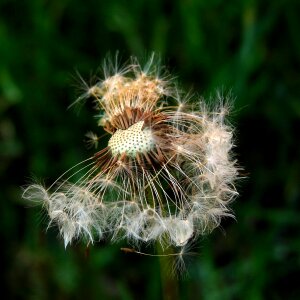 Nature flora green