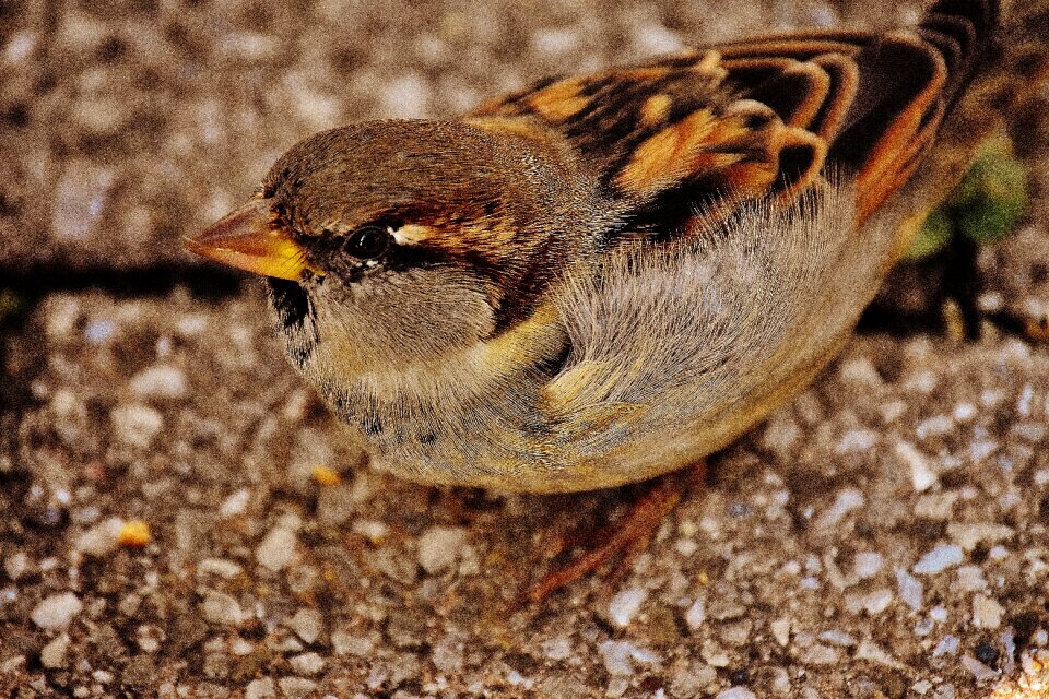 Cute nature plumage
