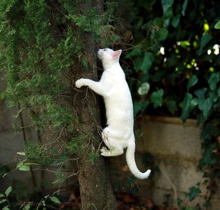 Cat cute white cat photo