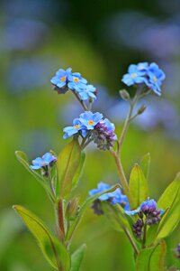 Flower plant nature