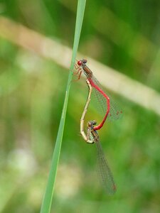 Couple insects apareandose copulation photo