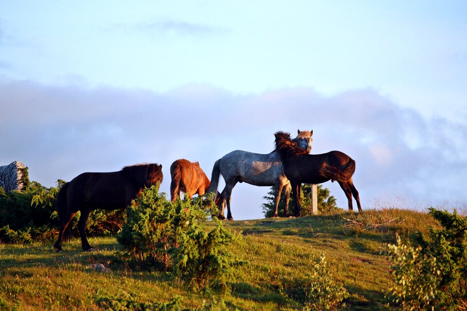 Summer evening nature hage