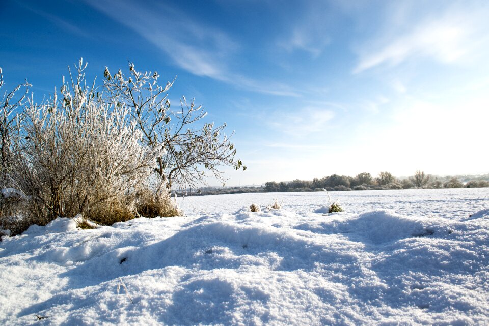 Landscape wintry tree