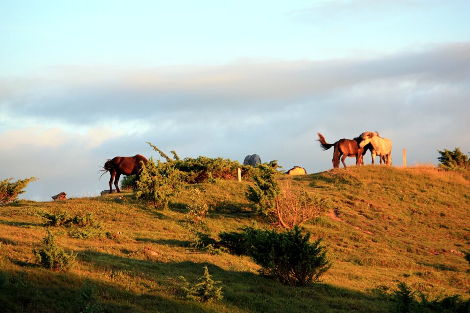 Summer evening nature hage