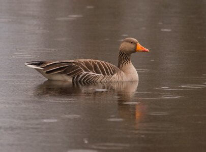 Goose water bird nature