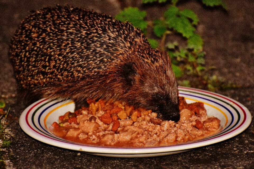 Nature garden mammal