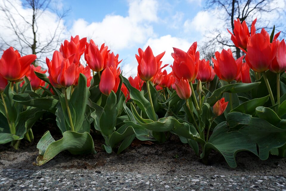 Nature blossom bloom