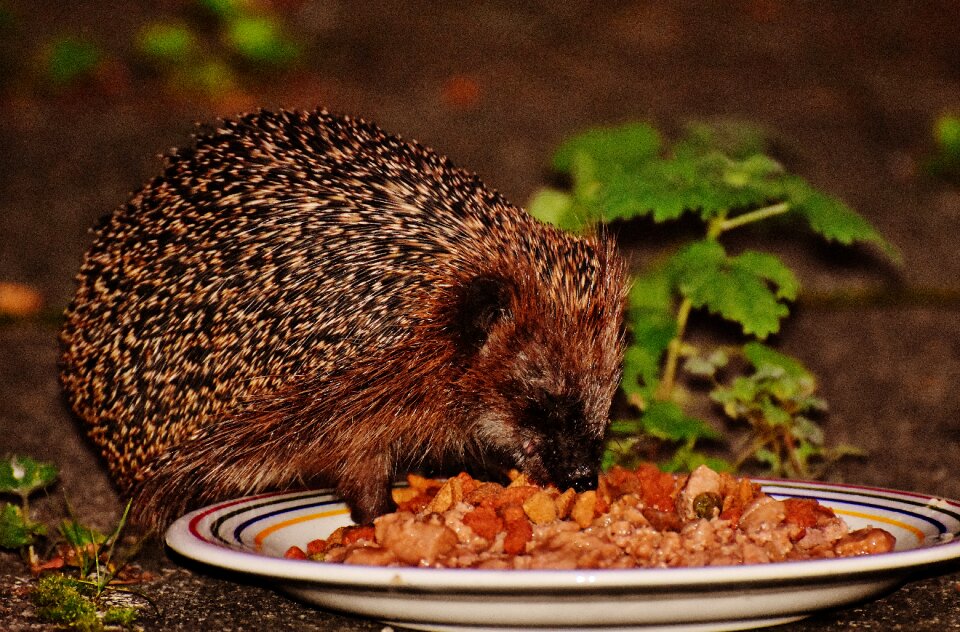Nature garden mammal