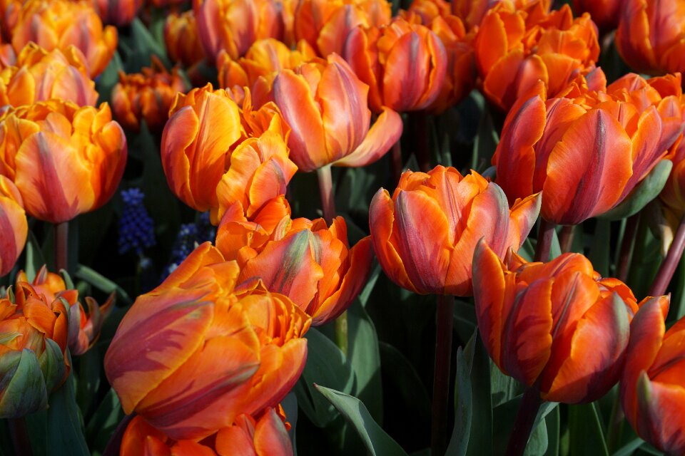 Blossomed tulip field flower