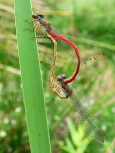 Couple insects apareandose copulation photo