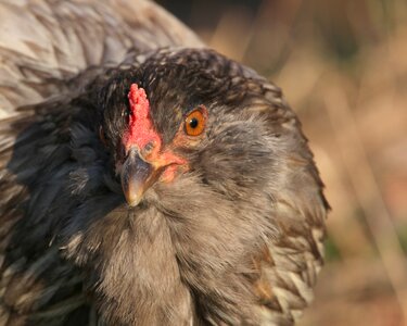 Easter egger free range beak